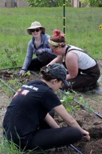 three female students sit in a garden and get tomato plants in the ground.