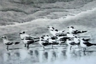 Photo of charcoal drawing of shore birds.