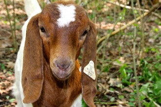 Photo of baby goat on WMU's campus.