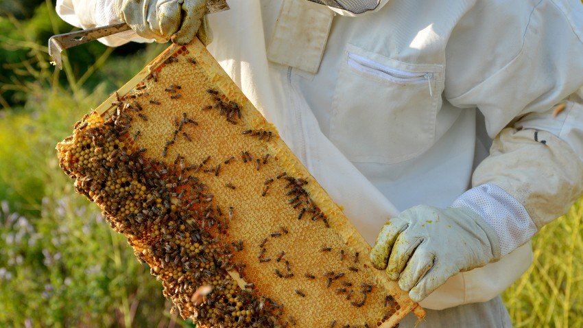 Photo of a beekeeper holding a hive frame.