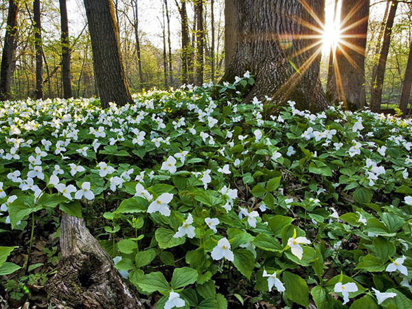 Pictured is a field of trilliums.