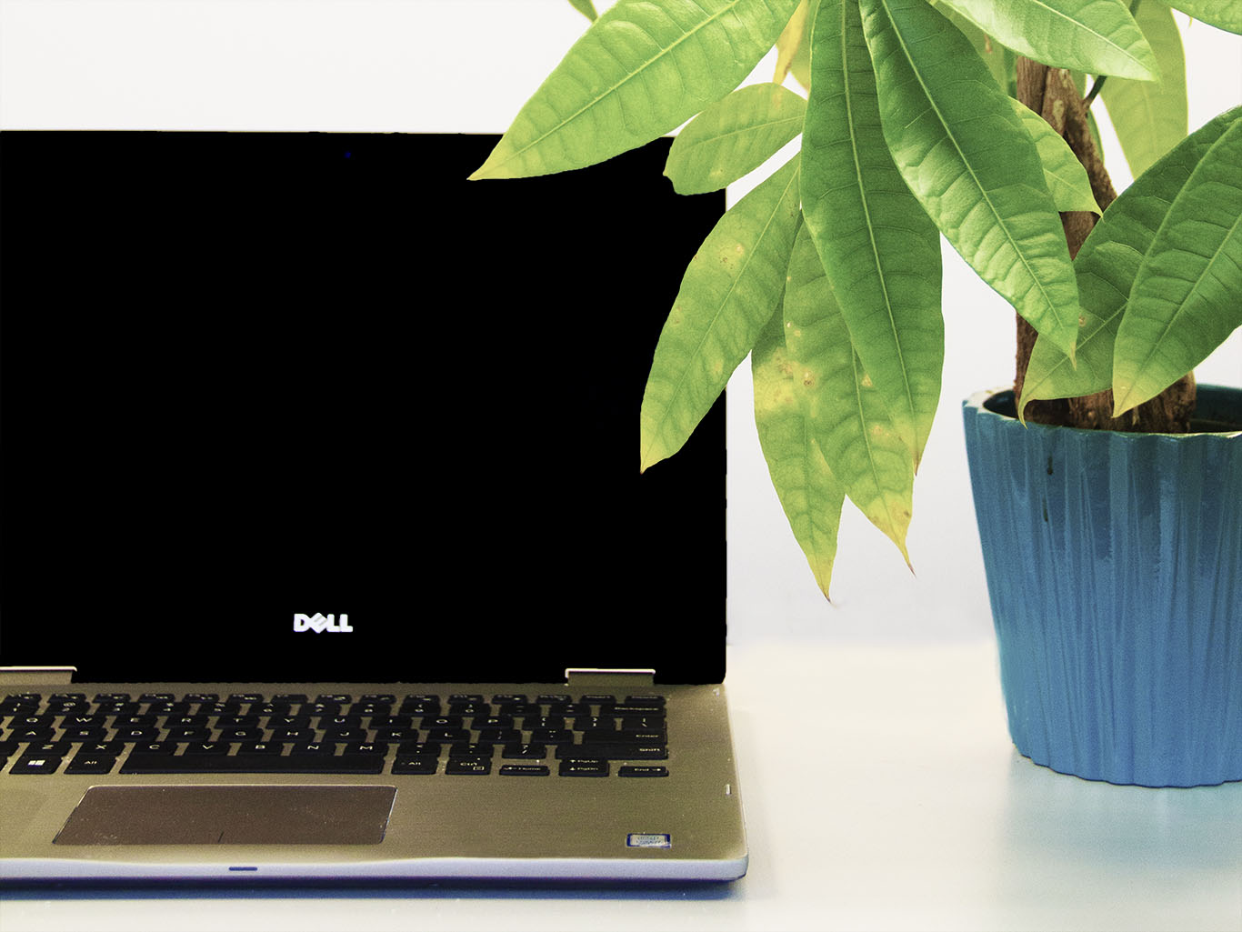 Photo of laptop next to plant 