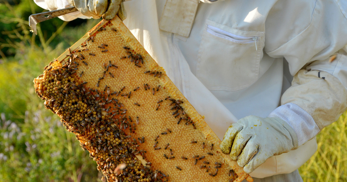 MVCC Beekeeping Feasibility Study