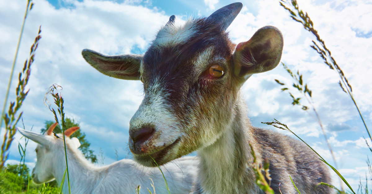 Union files grievance over goats mowing on Western Michigan's campus 