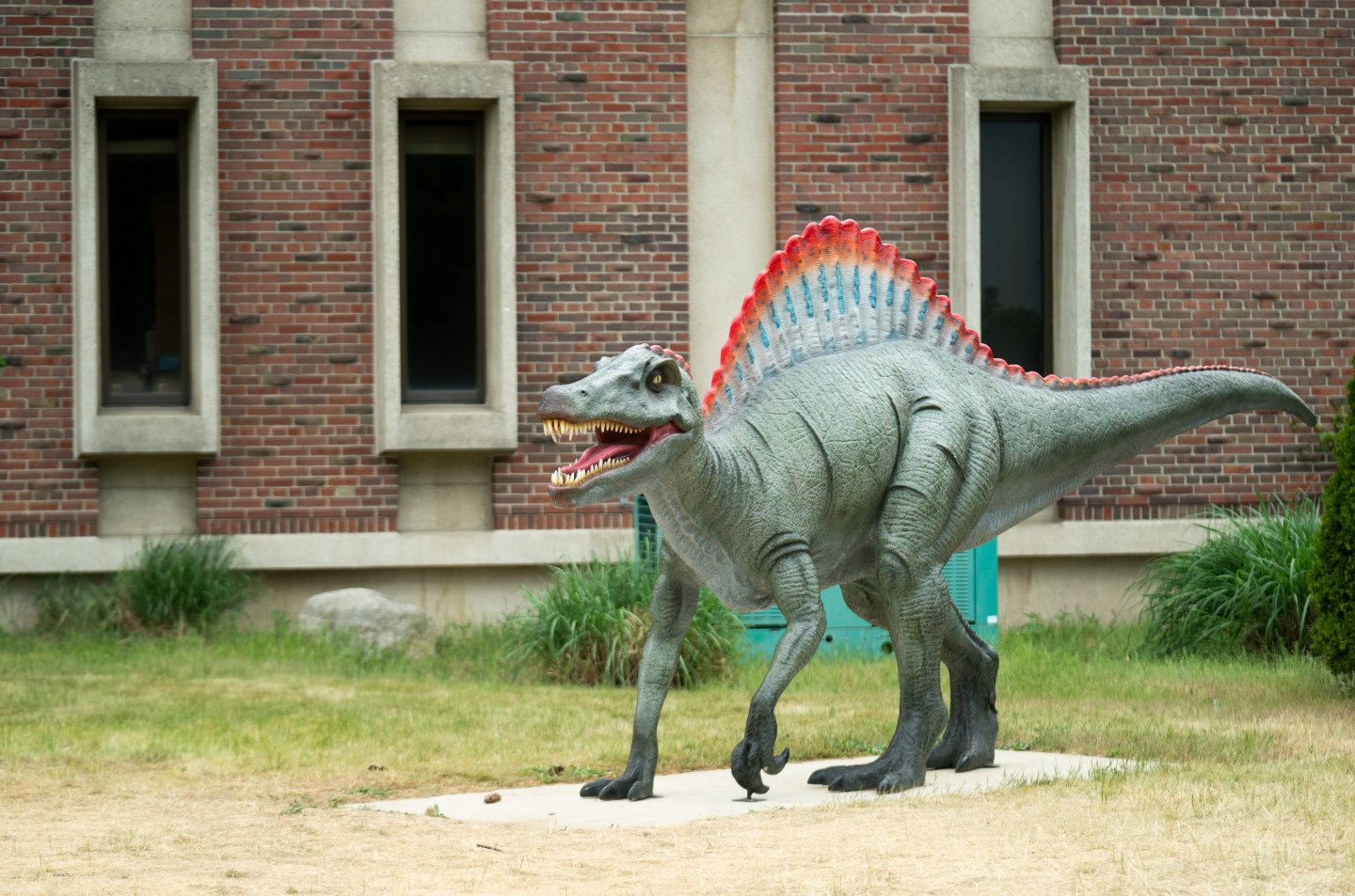 A spinosaurus statue.