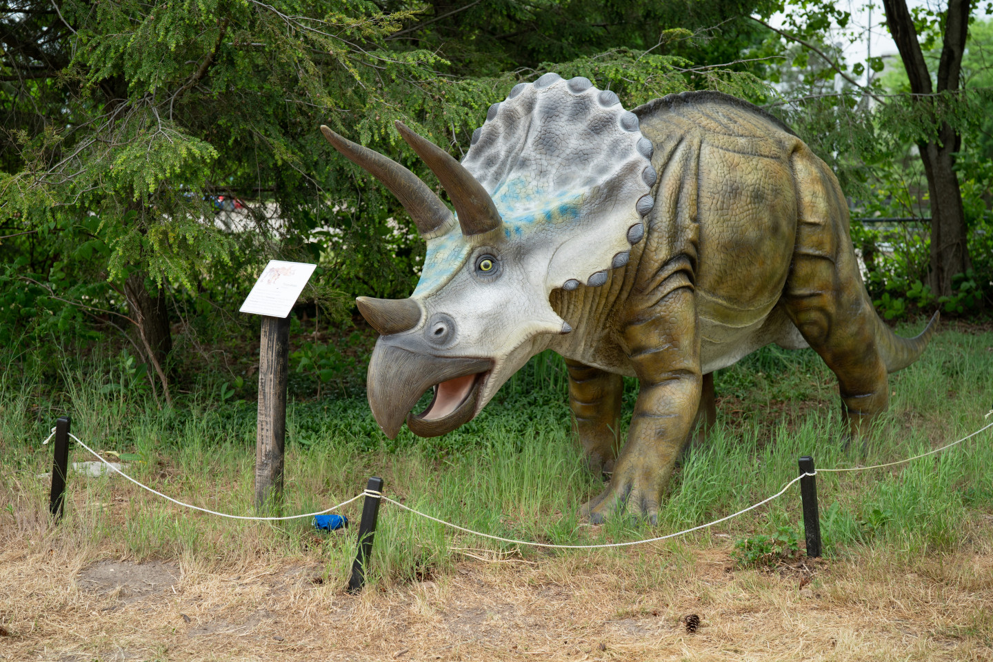 A triceratops statue.