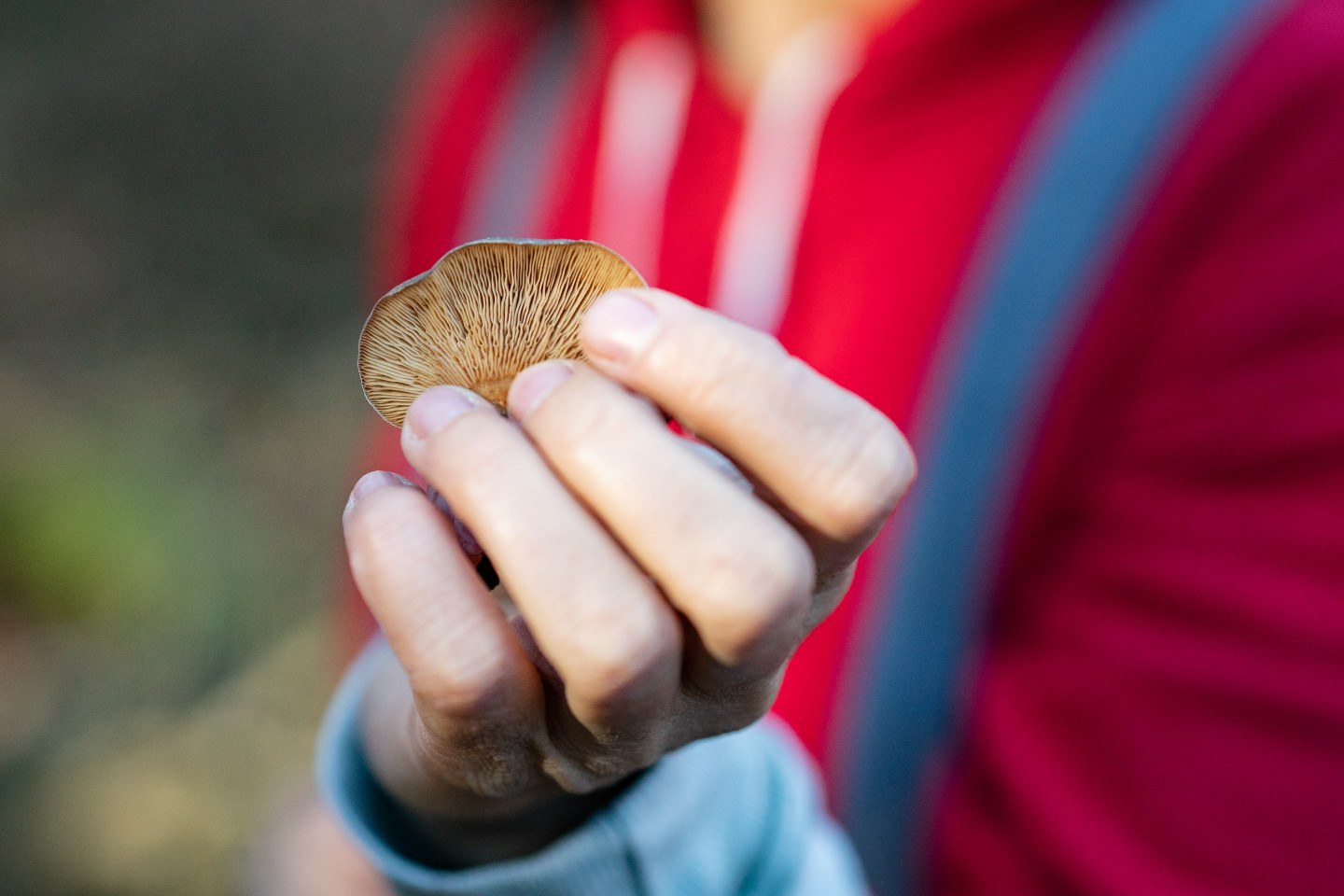 A hand holds a mushroom.
