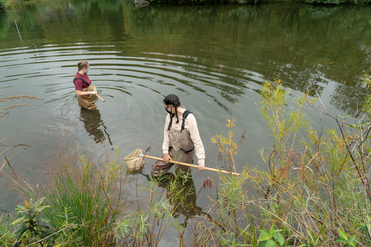 Students use nets in a pond.