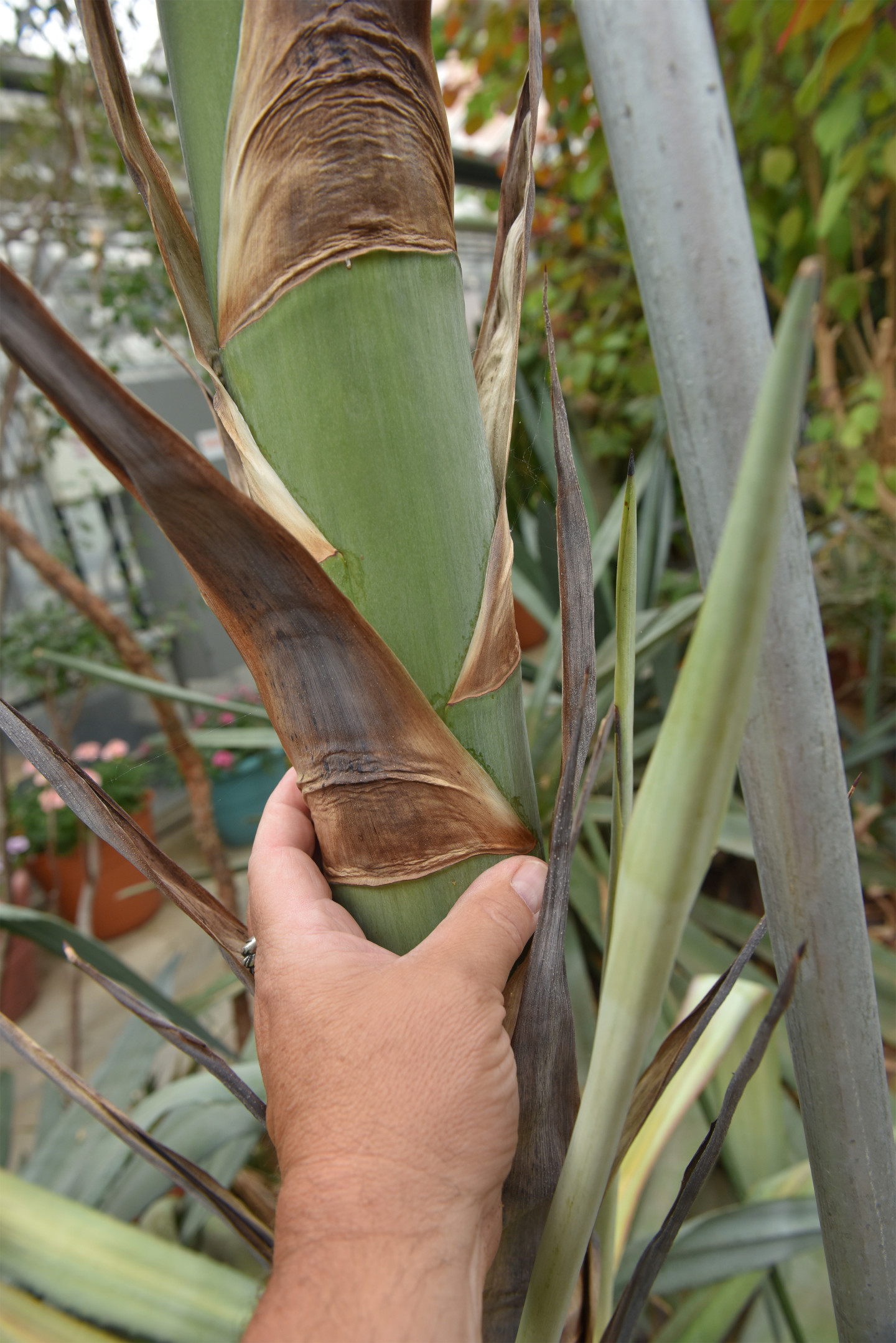 A close-up picture of the stalk of a plant.
