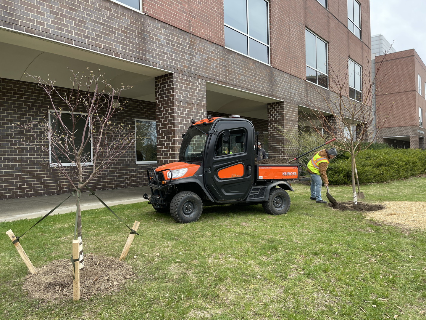 Two trees are planted in front of the Haenicke Hall.