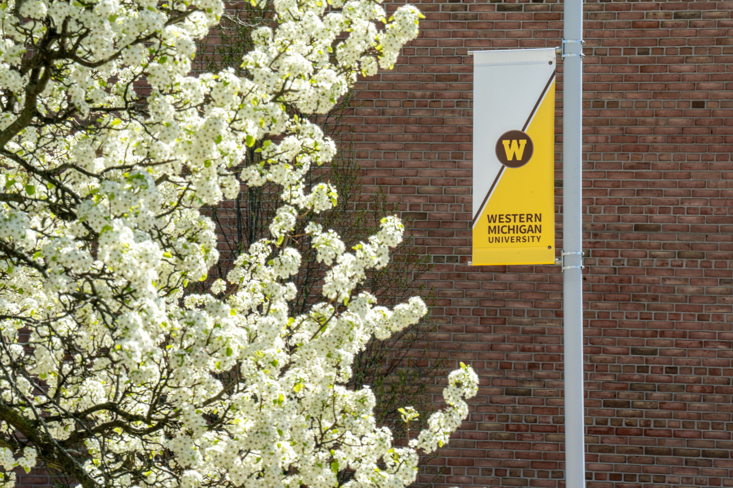 White flowers blooming next to a Western Michigan University flag.