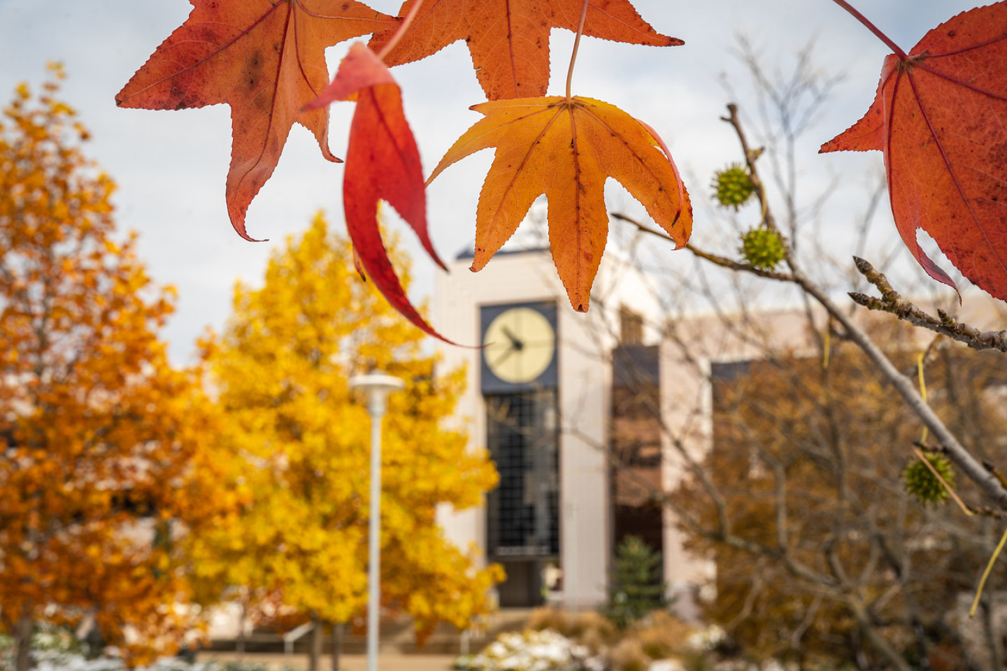 Fall leaves with Waldo Library in the background.