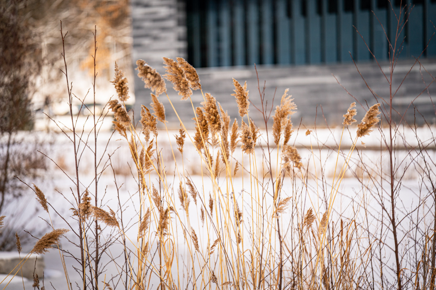 tall grasses in the snow