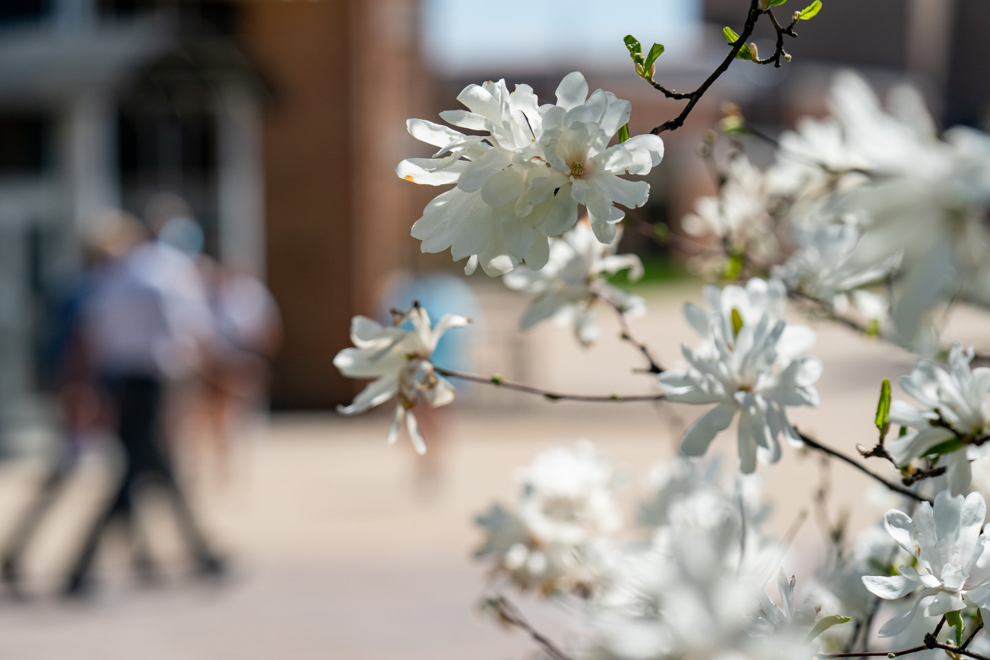White flowers with students walking on campus in the background