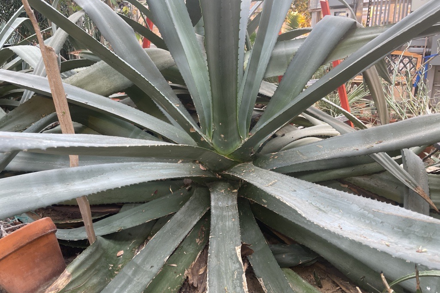 The Agave americana plant in Finch Greenhouse.