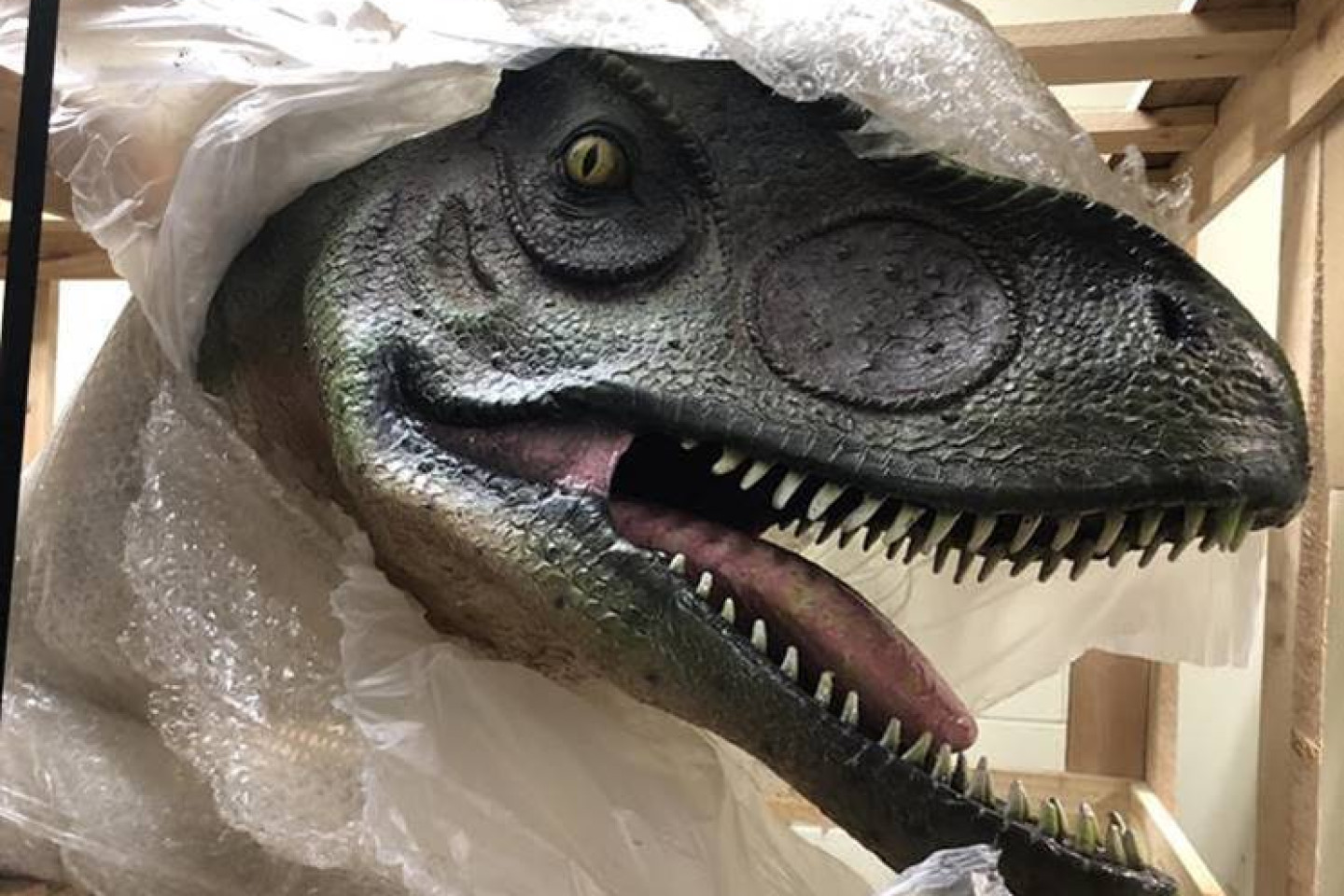 A dinosaur head peeks out of bubble wrap.