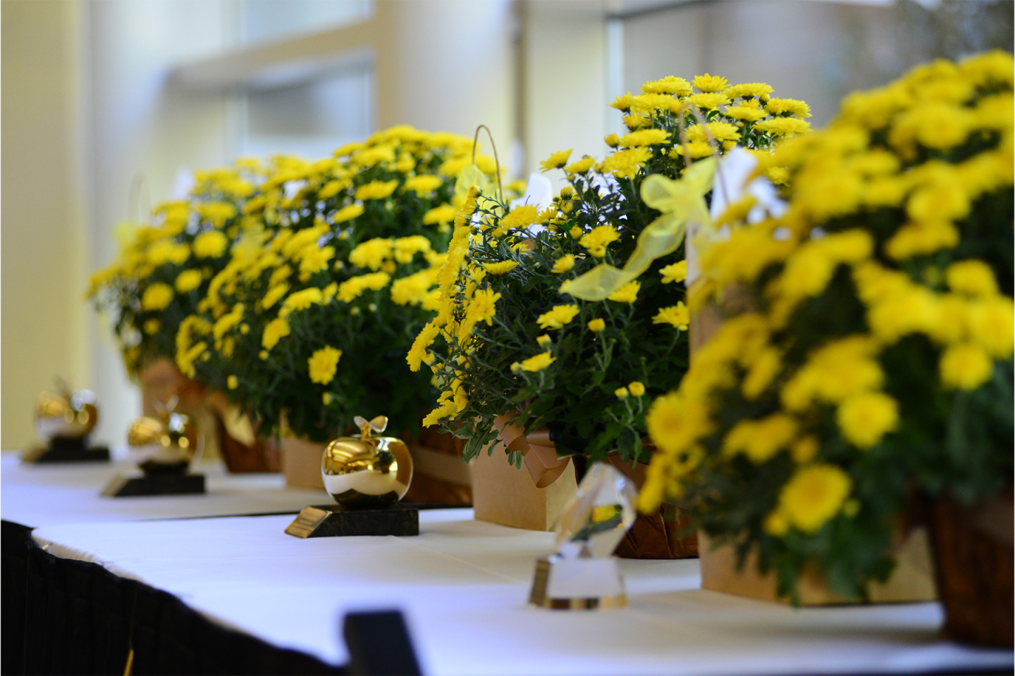 Yellow flowering plants on a table with the Golden Apple Awards