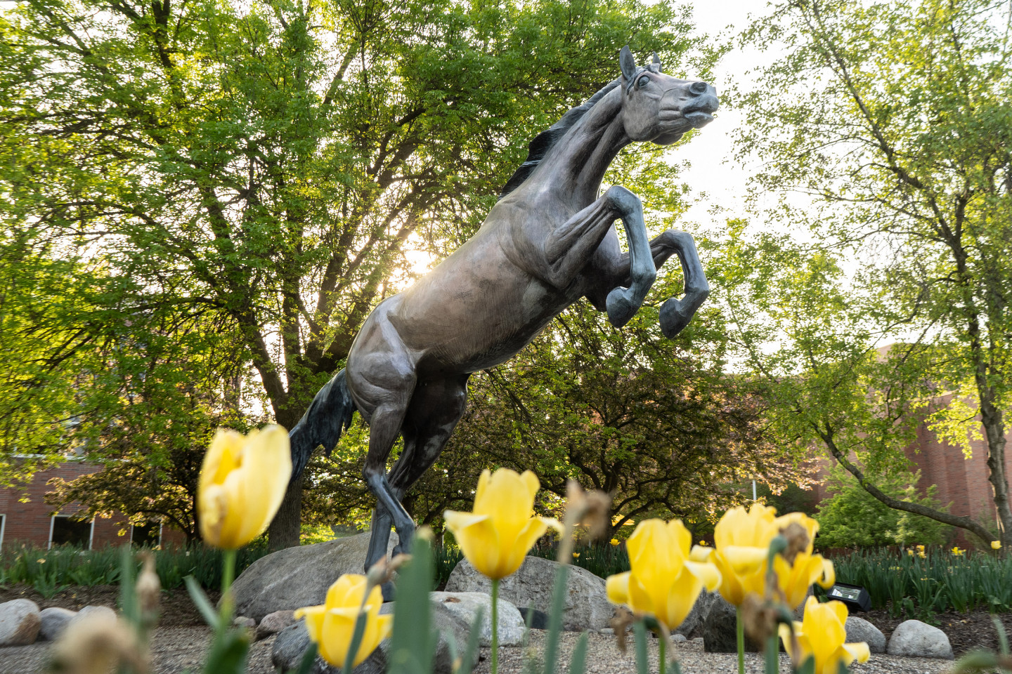 Bronco statue behind spring flowers