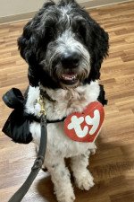 Photo of Oreo the Therapy Dog