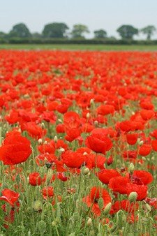 Photo of field of red poppies.
