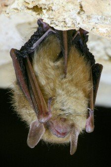 Photo of a hibernating bat.