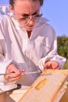 Photo of a beekeeper looking at a frame filled with honey.