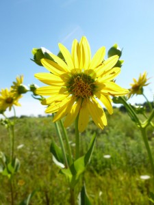 Sunflower at Asylulm Lake