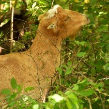 Photo of a goat chewing off leaves from a bush.