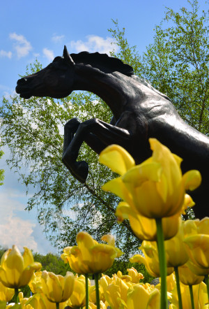 WMU Bronze Bronco Statue with Yellow Flowers