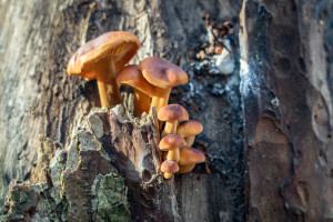 Mushrooms grow on a tree.