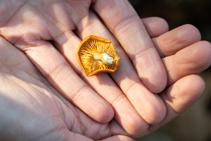 A close-up shot of a mushroom in hands.
