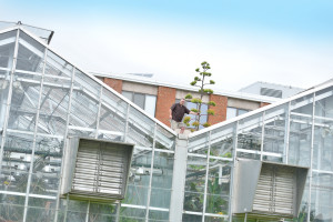 Chris Jackson stands next to a plant on the Finch Greenhouse roof.