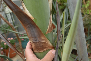 A close-up picture of the stalk of a plant.