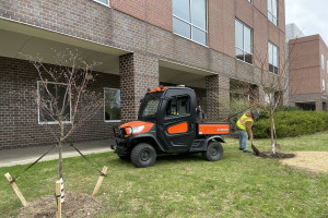 Two trees are being planted outside of Haenicke Hall.