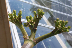 A close-up shot of the buds on an agave plant.