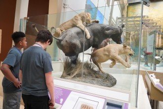 Students observe an exhibit featuring lions eating prey at the National Museum of Natural History.