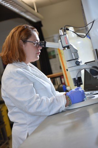 A biologist looks in a microscope.