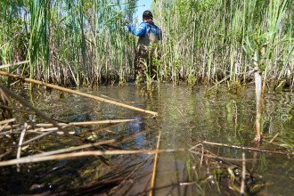 Adam Austin wades through water and brushes aside tall grass in a wetland habitat.