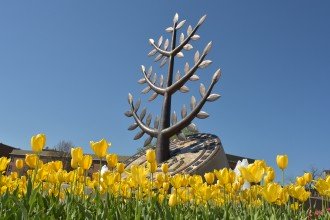 Photo of yellow tulips and a WMU sculpture.