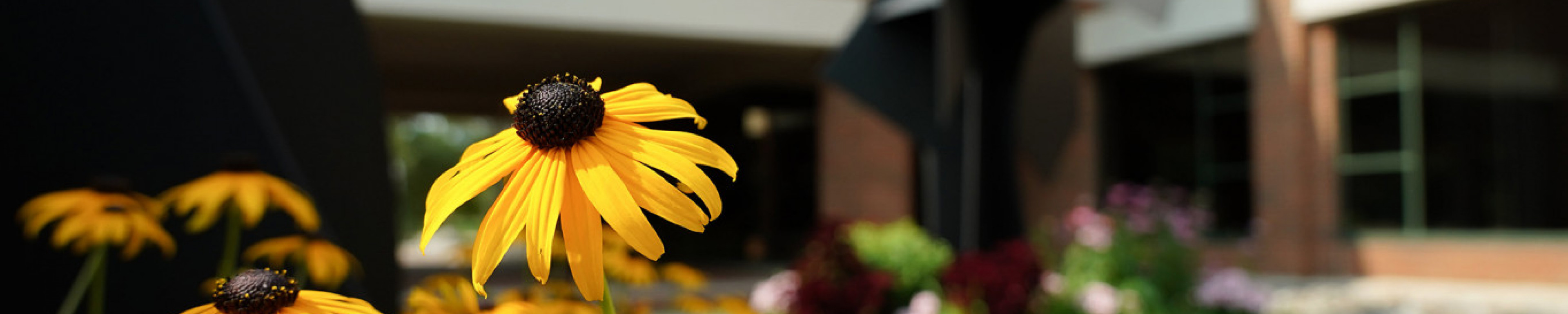Black-eyed Susan flowers are blooming outside of the Haworth College of Business.
