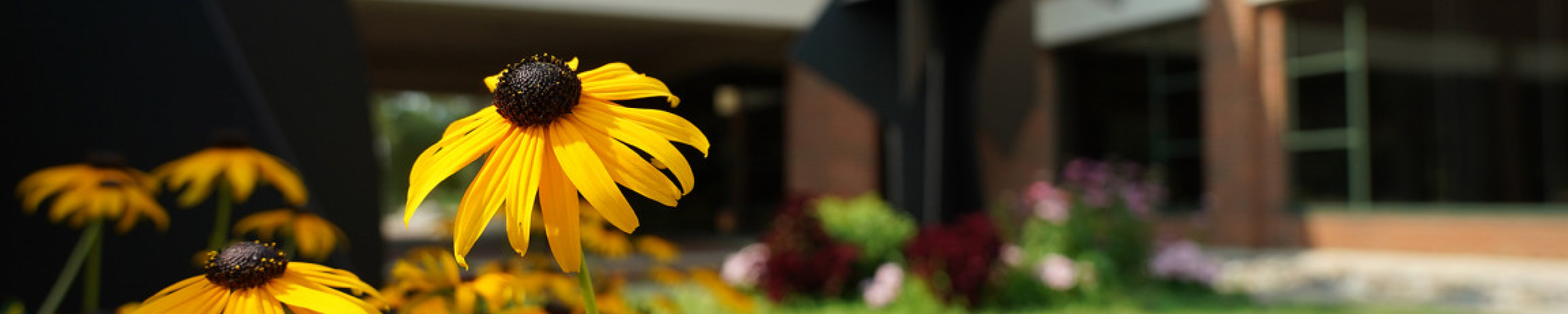 Black-eyed Susans are blooming outside the Haworth College of Business
