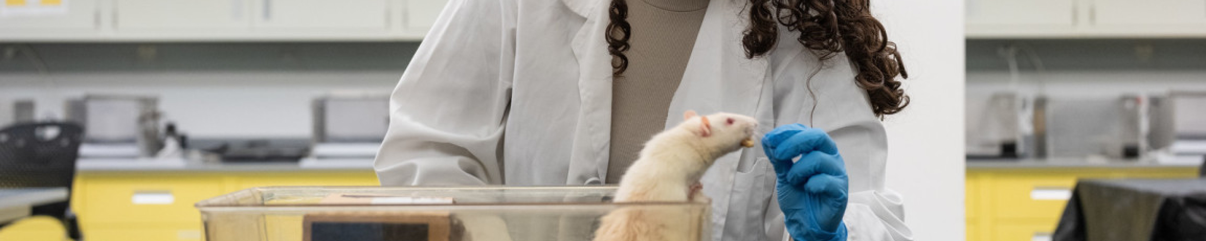 Student Haila Jiddoul working with a rat in Dr. Lisa Baker's behavioral neuroscience laboratory