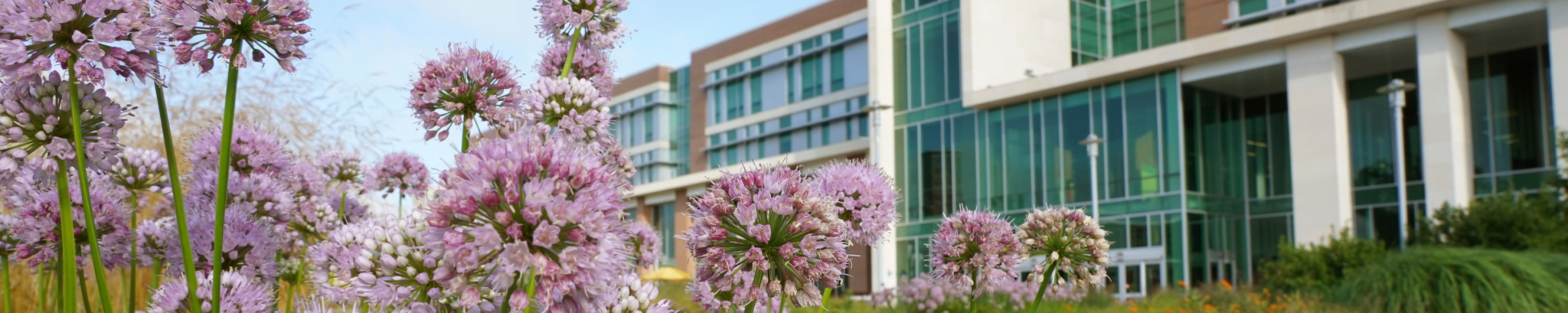 Flowers blooming on campus