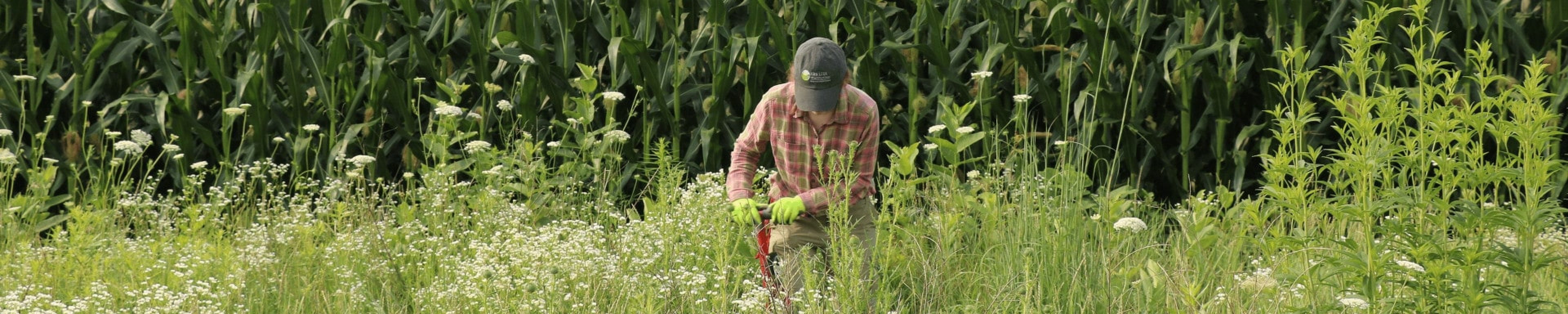 A graduate instructor kneels near a corn field