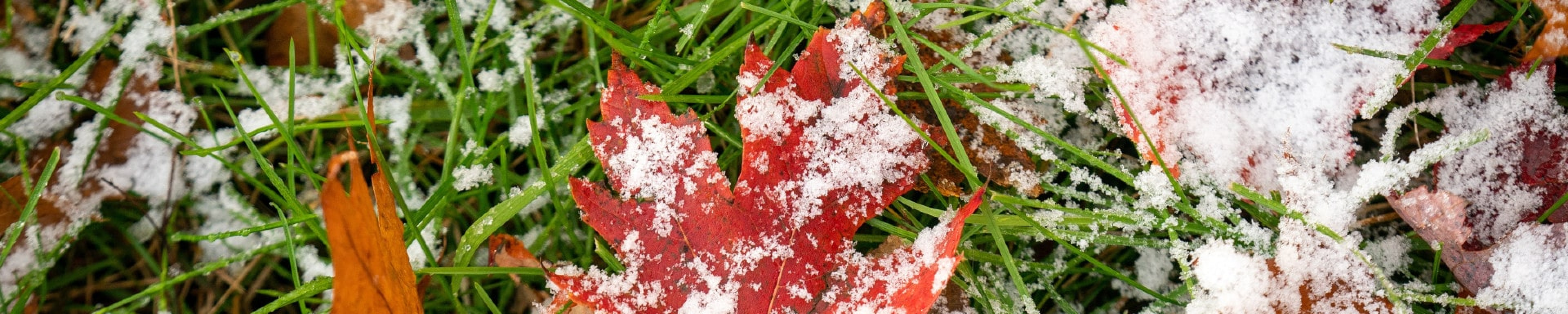 leaves on the ground with light snow