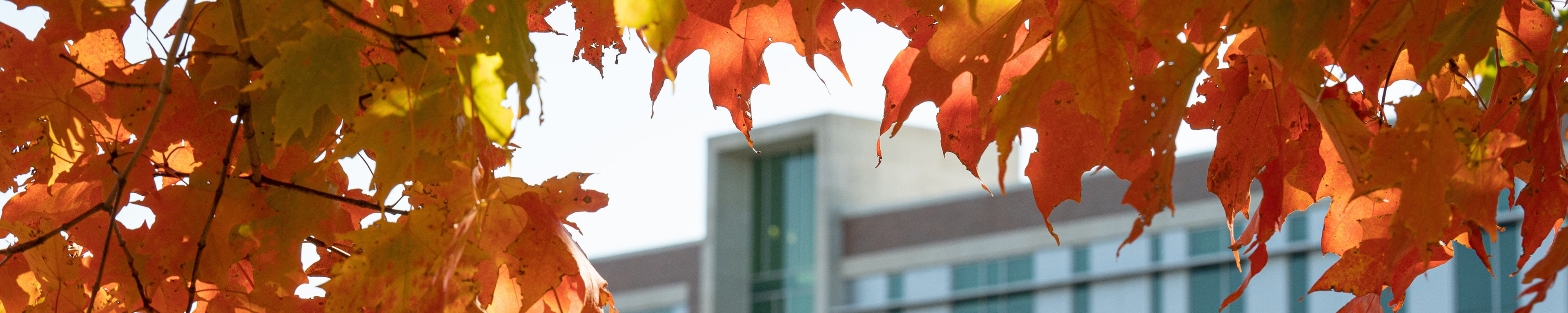 Image of Sangren Hall through the fall leaves. 