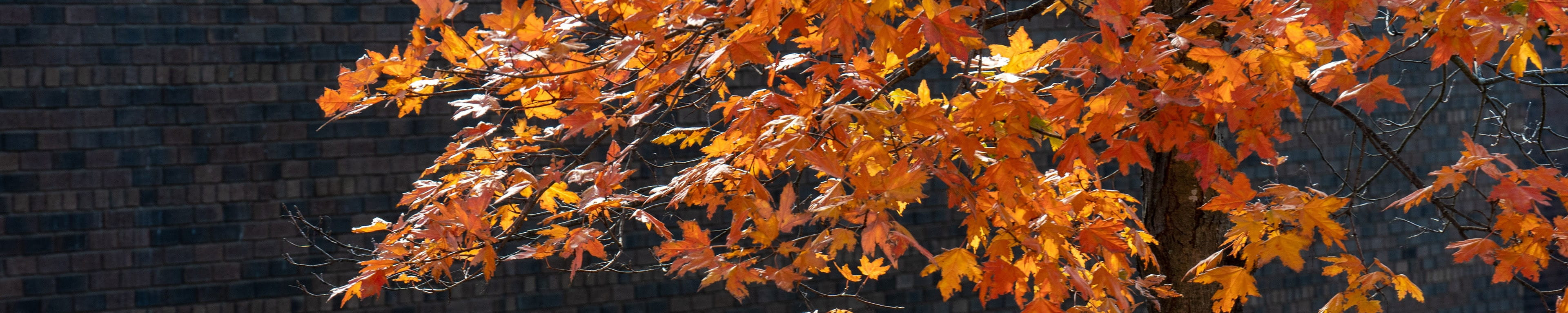Dense fall foliage on campus.