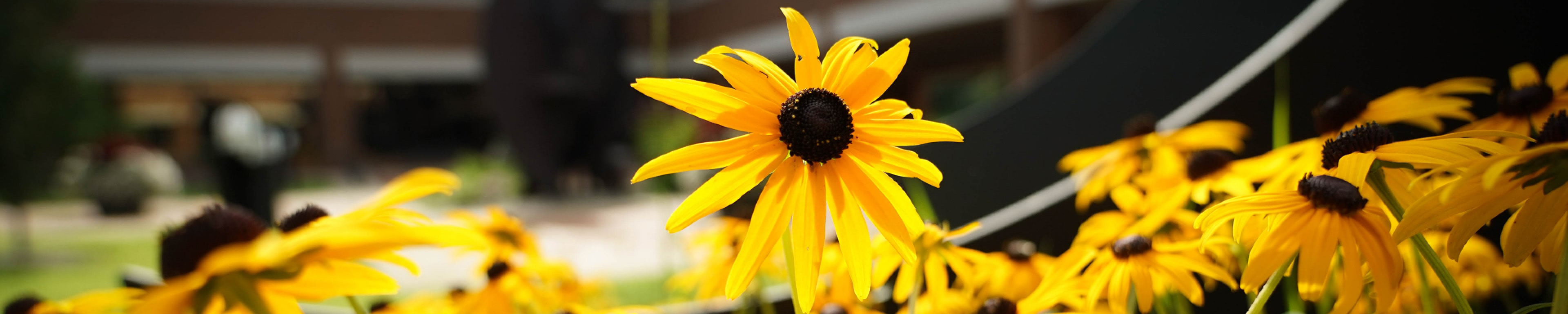 Yello black eyed Susan flowers in the sunlight.