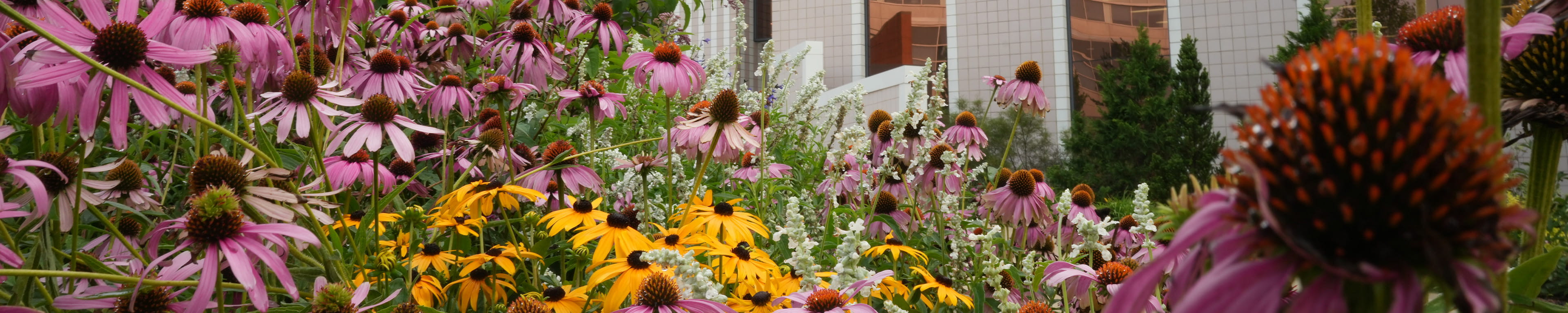 Summer flowers in front of the WMU Library.