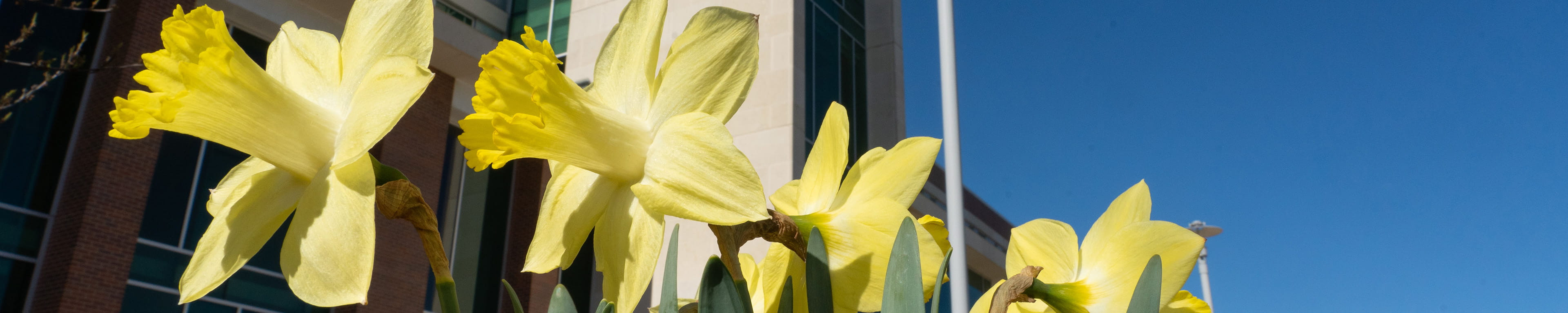 Yellow flowers on campus at WMU